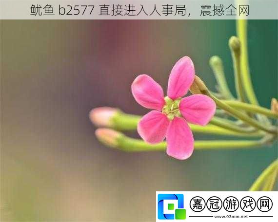 魷魚 b2577 直接進(jìn)入人事局，震撼全網(wǎng) 