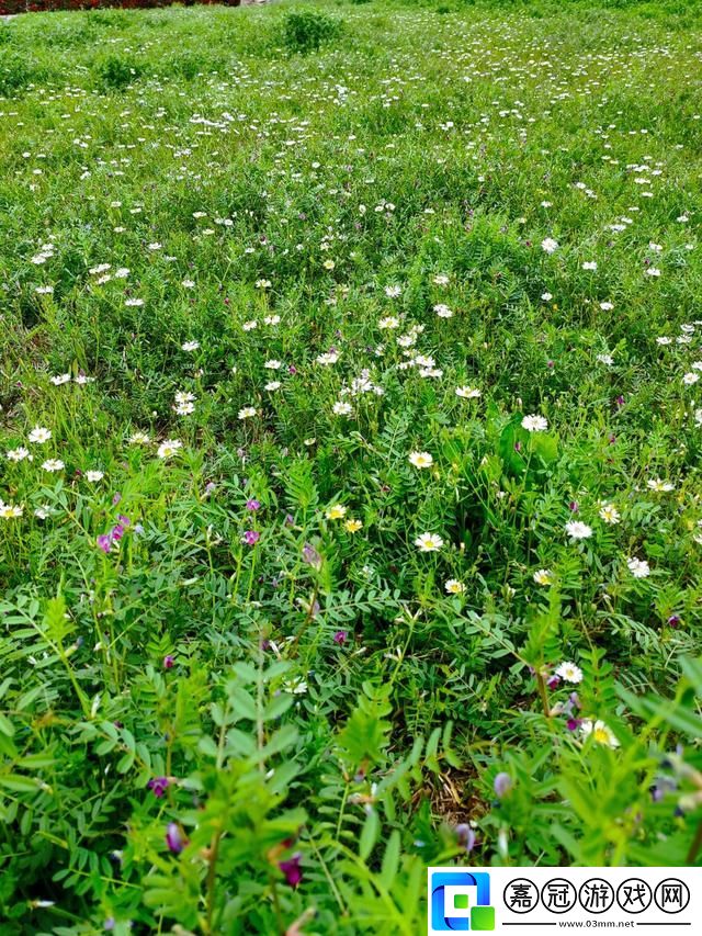 9731芳草地-一場絡狂歡的縮影