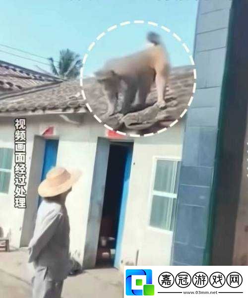 人生猴子不蓋被子的奇妙經歷