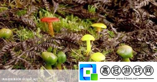 蘑菇視頻當然可以！以下是一些與蘑菇視頻相關的擴展