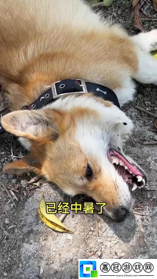 狗鏈奇緣：解鎖人犬新風(fēng)尚！