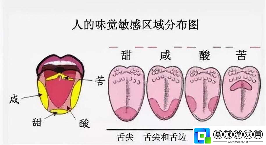 晚上睡覺下面一直硬的原因：醫學與生理解析