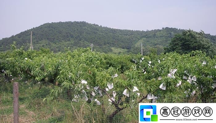 “嶺風(fēng)”來襲日本水蜜桃笑傲游戲解說界！