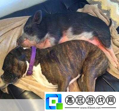 人or豬or狗熱度超高：1.人類與動物的心靈交流：您更傾向于哪種伴侶