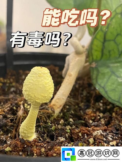 “奇葩‘菌’臨：蘑菇頭頂開花縫-游戲界的崛起異彩！