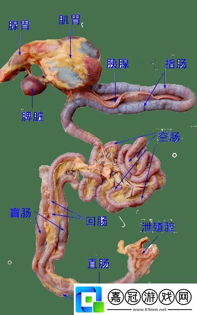 狂野雞場-游新姿勢——笑談肉禽系統的詭異魅力