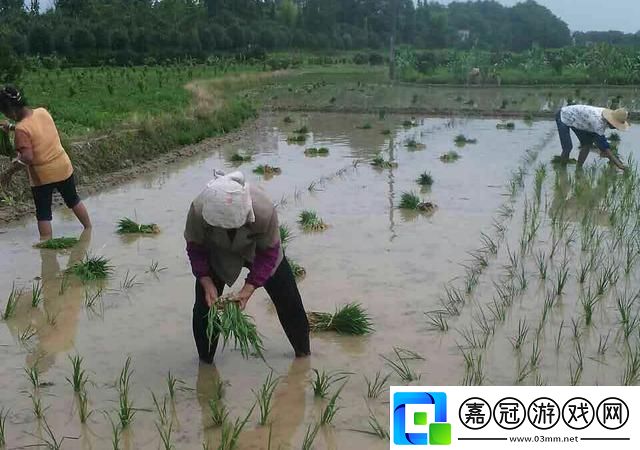 插秧界的“芭蕾舞者”：如何輕松玩轉(zhuǎn)水稻田