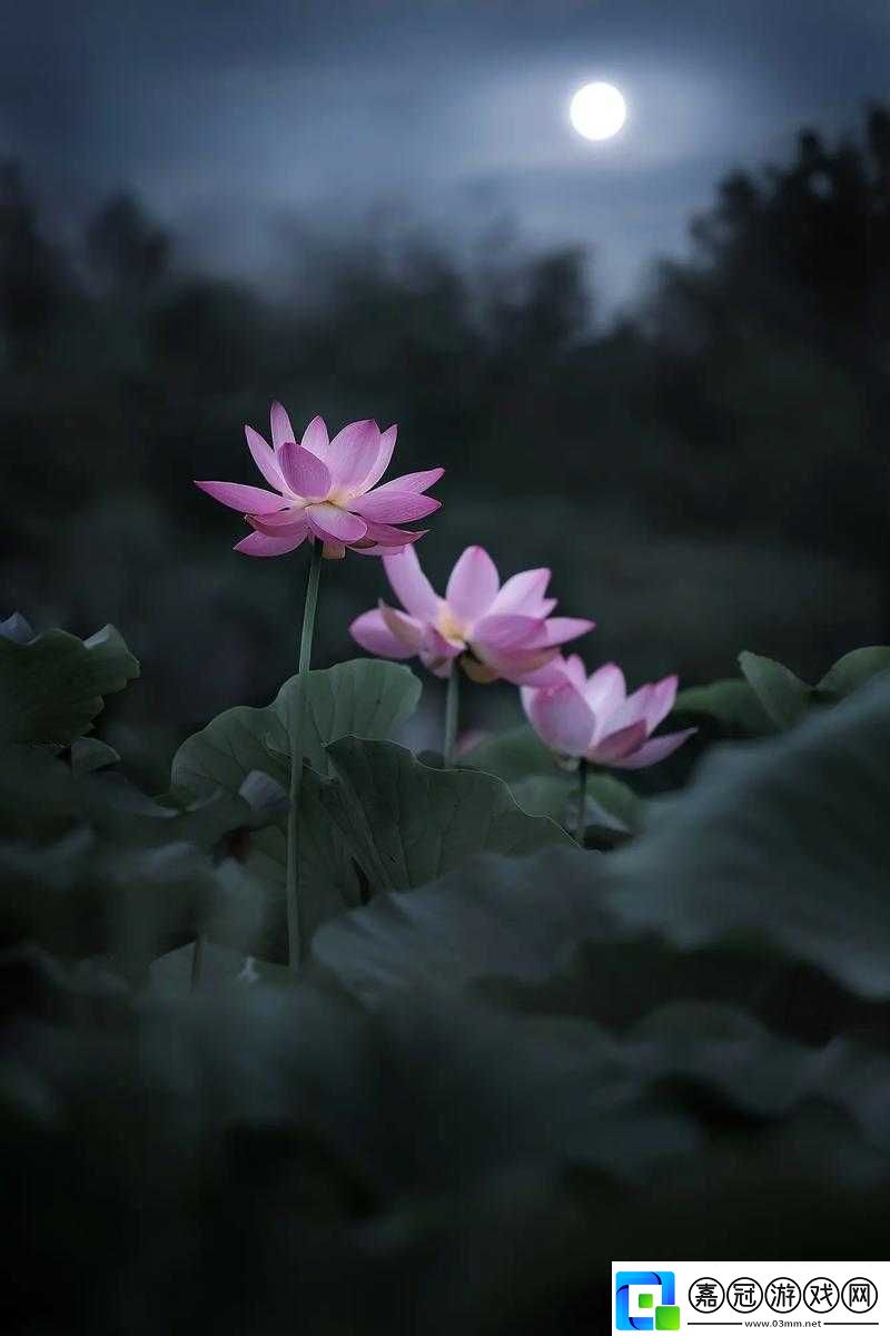 女子半夜蓮花開驚艷眾人