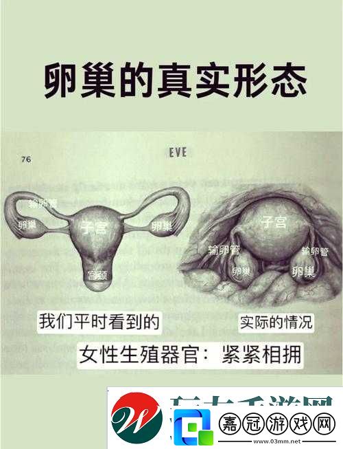 二十四種陰性外貌形狀：揭秘女性身體的奧秘