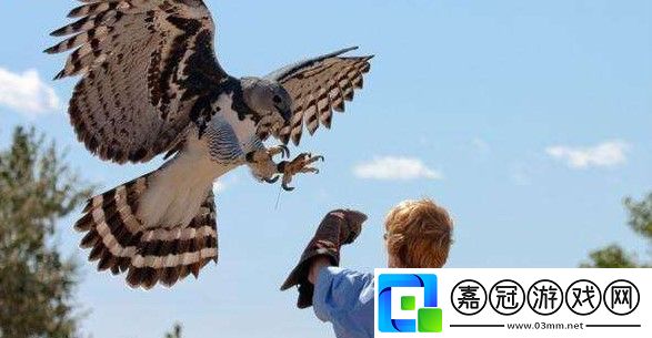 動物園中的猛禽為什么會經常攻擊飼養員的頭部